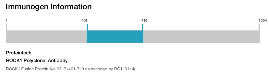 ROCK1 Polyclonal Antibody