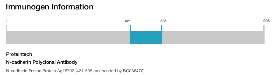 N-cadherin Polyclonal Antibody