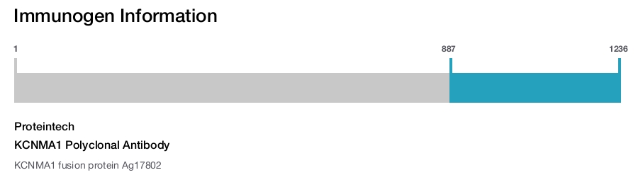 KCNMA1 Polyclonal Antibody