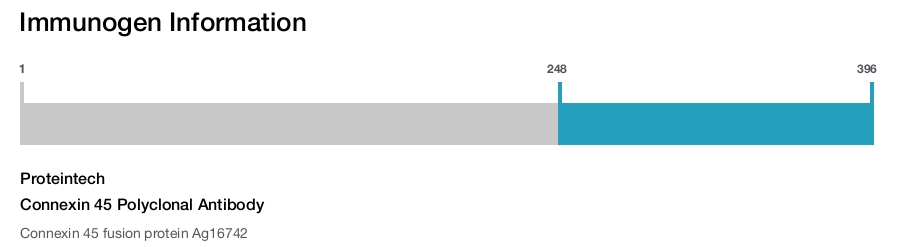 Connexin 45 Polyclonal Antibody