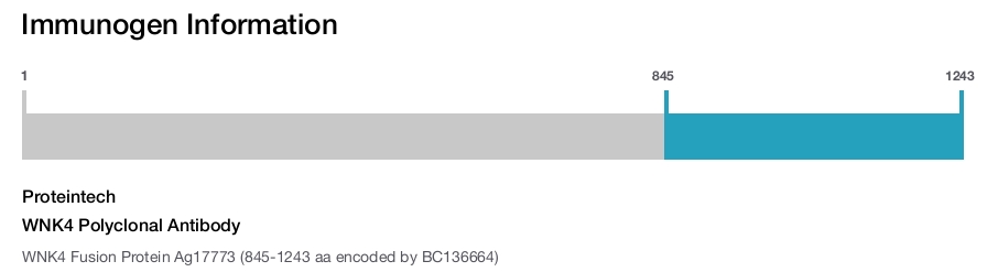 WNK4 Polyclonal Antibody