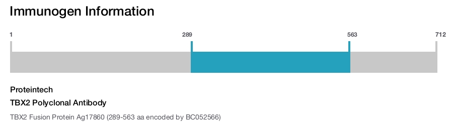 TBX2 Polyclonal Antibody
