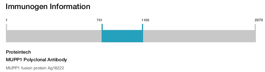 MUPP1 Polyclonal Antibody
