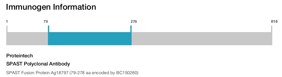 SPAST Polyclonal Antibody