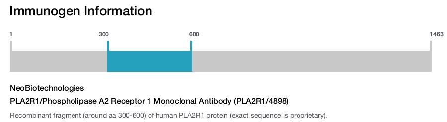PLA2R1/Phospholipase A2 Receptor 1 Monoclonal Antibody (PLA2R1/4898)