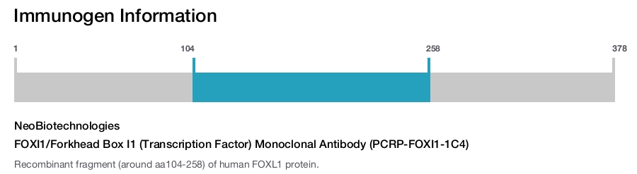 FOXI1/Forkhead Box I1 (Transcription Factor) Monoclonal Antibody (PCRP-FOXI1-1C4)