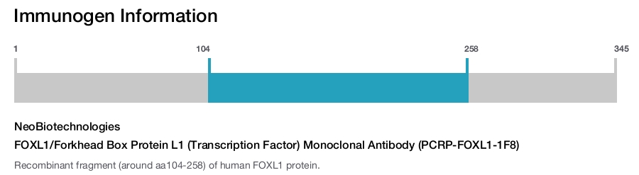 FOXL1/Forkhead Box Protein L1 (Transcription Factor) Monoclonal Antibody (PCRP-FOXL1-1F8)