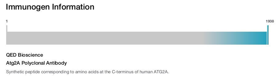 Atg2A Polyclonal Antibody