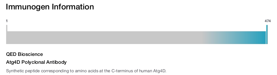 Atg4D Polyclonal Antibody