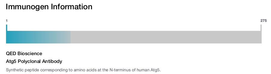 Atg5 Polyclonal Antibody