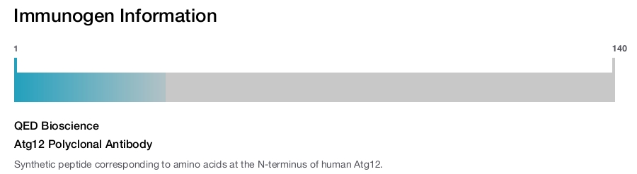 Atg12 Polyclonal Antibody
