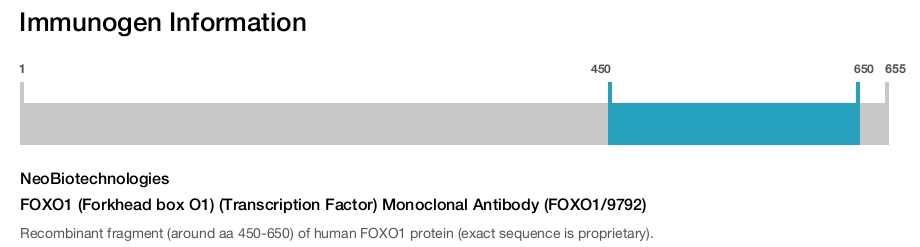 FOXO1 (Forkhead box O1) (Transcription Factor) Monoclonal Antibody (FOXO1/9792)
