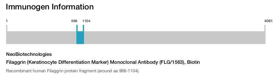 Filaggrin (Keratinocyte Differentiation Marker) Monoclonal Antibody (FLG/1563), Biotin