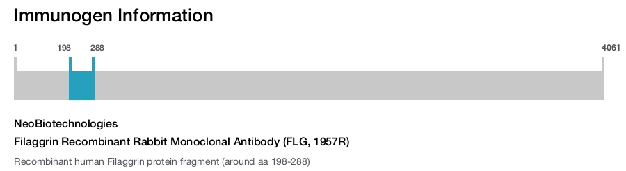 Filaggrin Recombinant Rabbit Monoclonal Antibody (FLG, 1957R)
