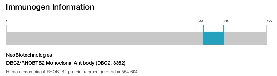 DBC2/RHOBTB2 Monoclonal Antibody (DBC2, 3362)