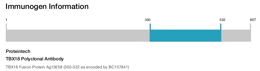 TBX18 Polyclonal Antibody