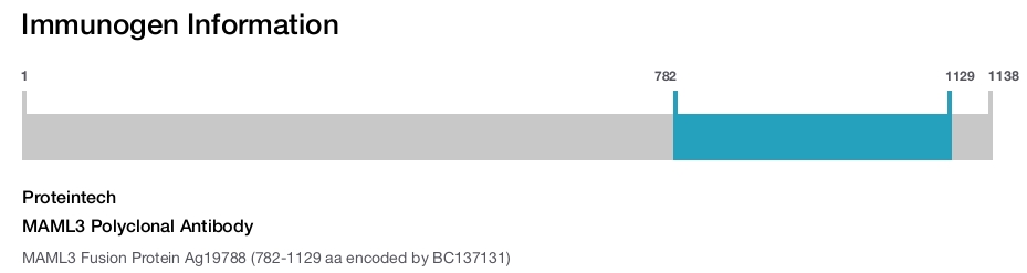 MAML3 Polyclonal Antibody