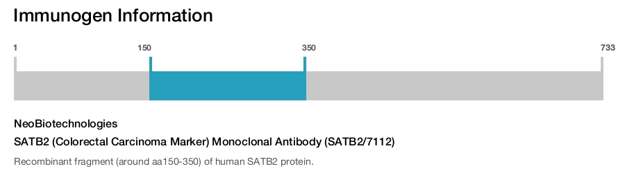 SATB2 (Colorectal Carcinoma Marker) Monoclonal Antibody (SATB2/7112)