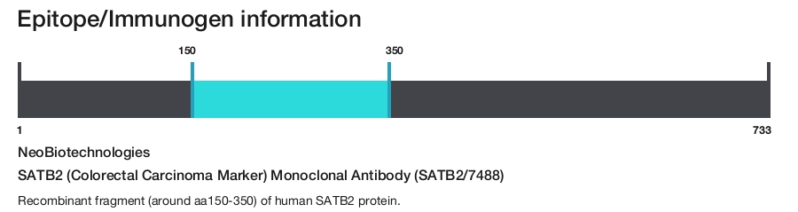 SATB2 (Colorectal Carcinoma Marker) Monoclonal Antibody (SATB2/7488)