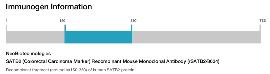 SATB2 (Colorectal Carcinoma Marker) Recombinant Mouse Monoclonal Antibody (rSATB2/8634)