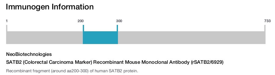 SATB2 (Colorectal Carcinoma Marker) Recombinant Mouse Monoclonal Antibody (rSATB2/6929)