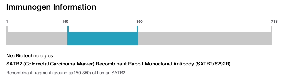 SATB2 (Colorectal Carcinoma Marker) Recombinant Rabbit Monoclonal Antibody (SATB2/8292R)