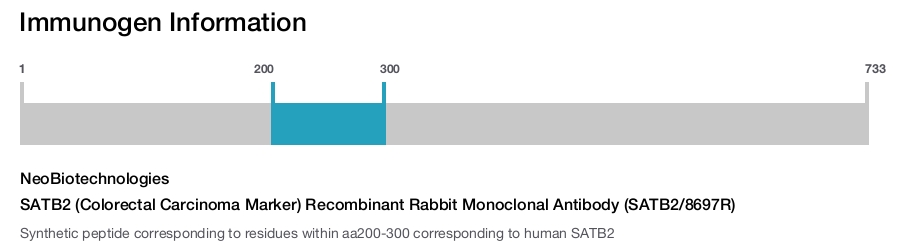 SATB2 (Colorectal Carcinoma Marker) Recombinant Rabbit Monoclonal Antibody (SATB2/8697R)