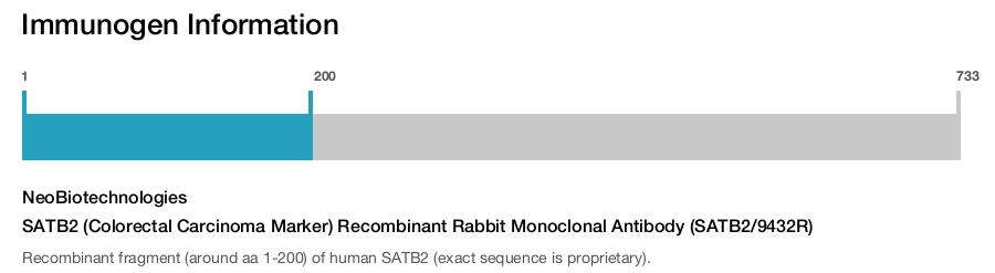 SATB2 (Colorectal Carcinoma Marker) Recombinant Rabbit Monoclonal Antibody (SATB2/9432R)