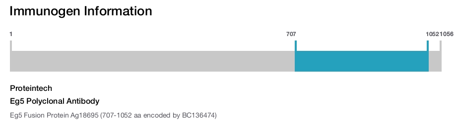 Eg5 Polyclonal Antibody