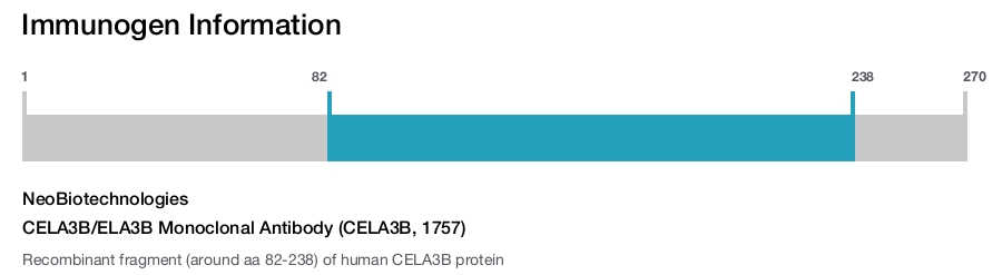 CELA3B/ELA3B Monoclonal Antibody (CELA3B, 1757)