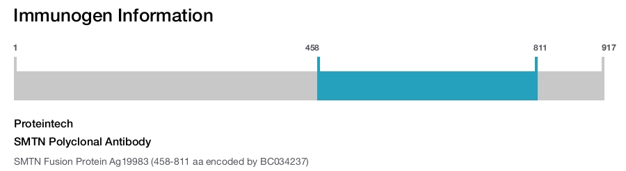 SMTN Polyclonal Antibody