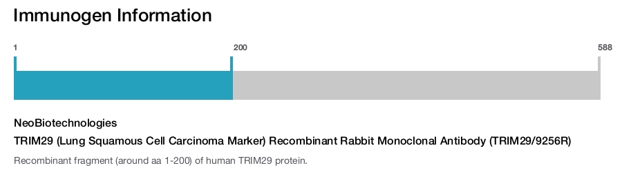 TRIM29 (Lung Squamous Cell Carcinoma Marker) Recombinant Rabbit Monoclonal Antibody (TRIM29/9256R)