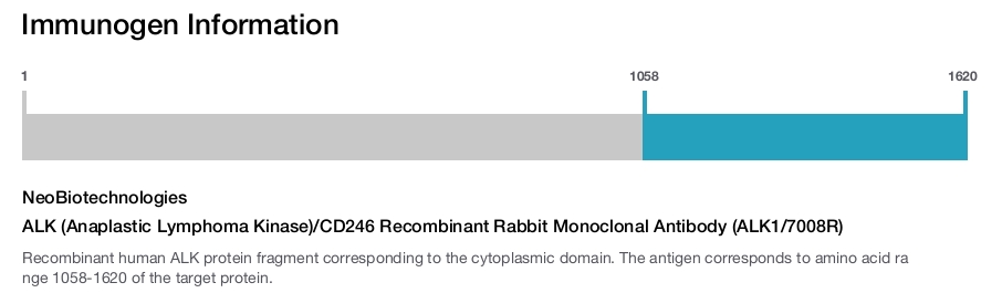 ALK (Anaplastic Lymphoma Kinase)/CD246 Recombinant Rabbit Monoclonal Antibody (ALK1/7008R)