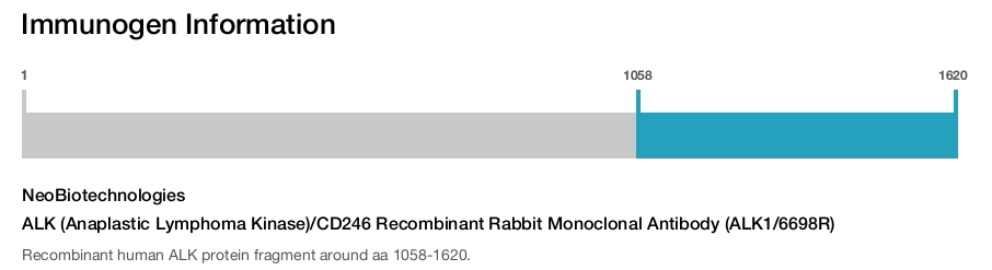ALK (Anaplastic Lymphoma Kinase)/CD246 Recombinant Rabbit Monoclonal Antibody (ALK1/6698R)