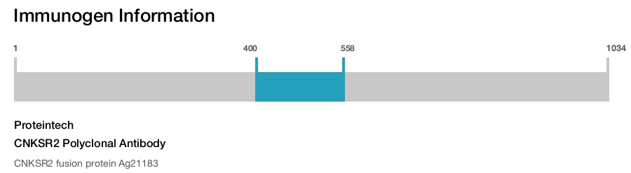 CNKSR2 Polyclonal Antibody