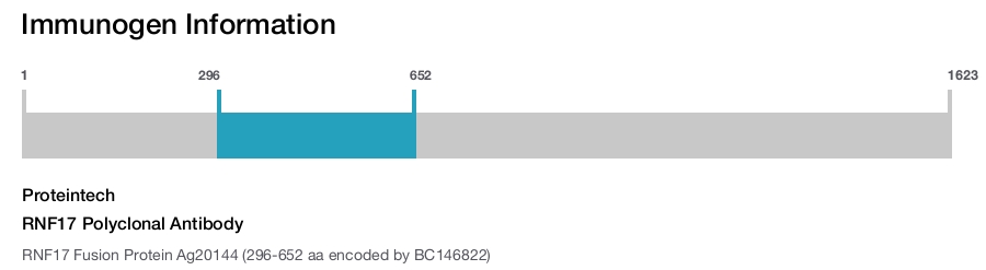 RNF17 Polyclonal Antibody