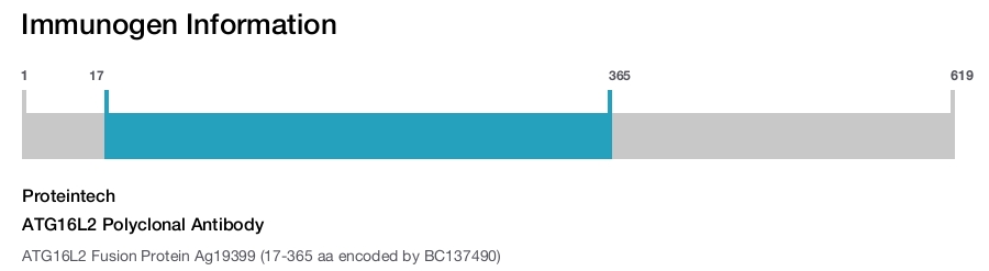 ATG16L2 Polyclonal Antibody