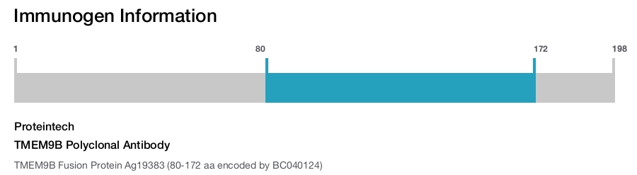 TMEM9B Polyclonal Antibody
