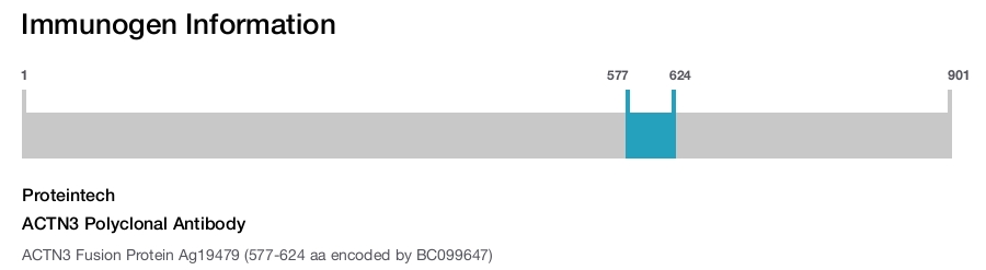 ACTN3 Polyclonal Antibody