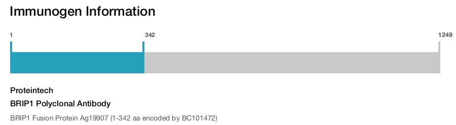 BRIP1 Polyclonal Antibody