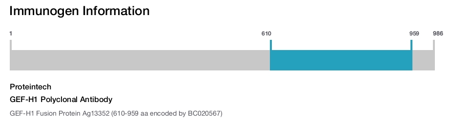 GEF-H1 Polyclonal Antibody