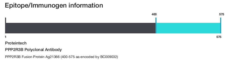 PPP2R3B Polyclonal Antibody