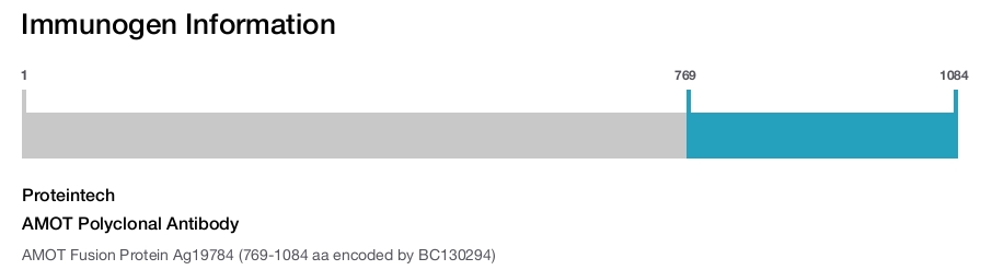 AMOT Polyclonal Antibody