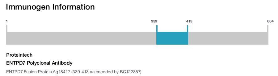 ENTPD7 Polyclonal Antibody