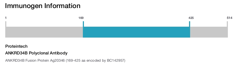 ANKRD34B Polyclonal Antibody