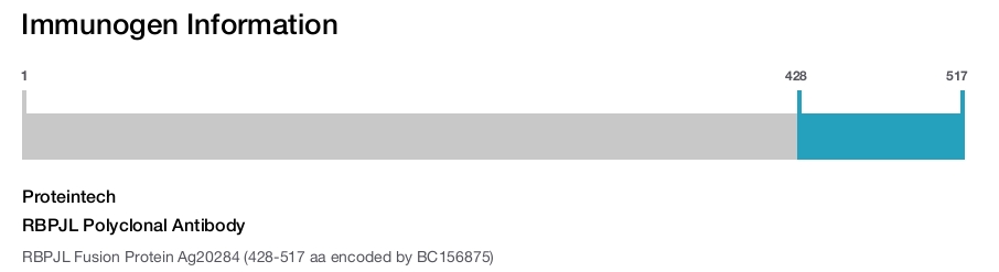 RBPJL Polyclonal Antibody