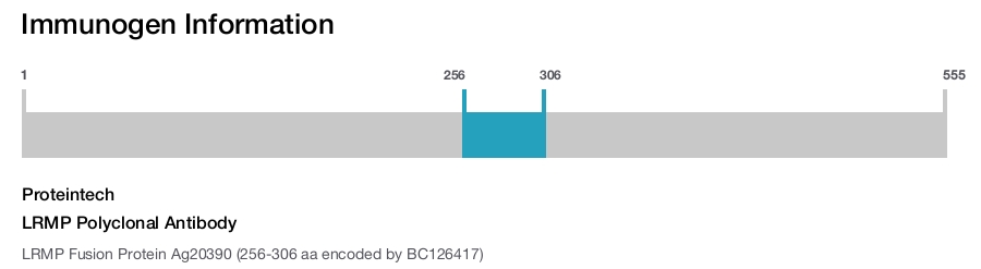 LRMP Polyclonal Antibody