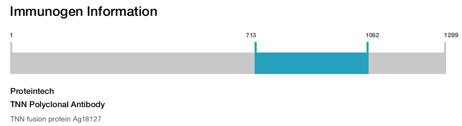 TNN Polyclonal Antibody