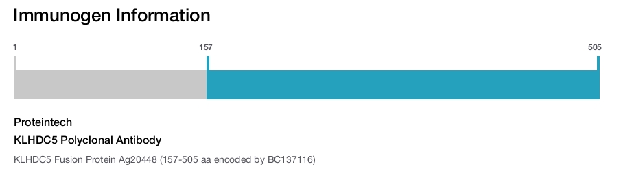 KLHDC5 Polyclonal Antibody