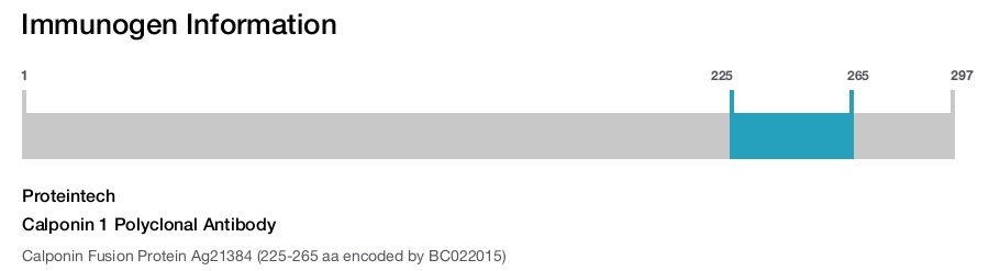 Calponin 1 Polyclonal Antibody